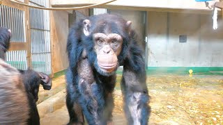 Stupid Asahikawa City should have respect for existence of animals!　Asahiyama Zoo　Chimpanzee　202306