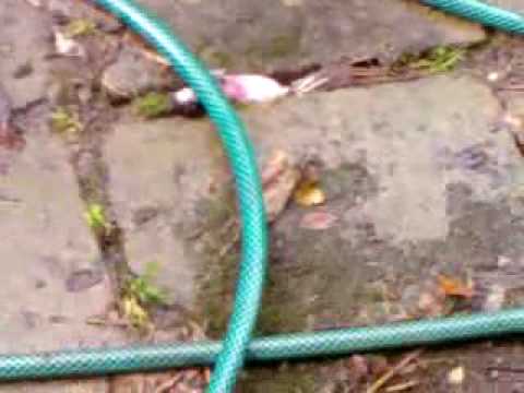 Tote Maus Im Garten Youtube