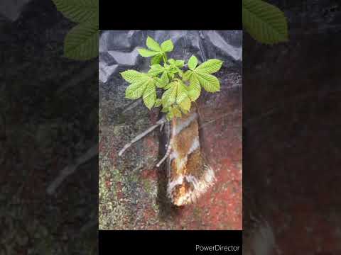 Каштаны у двора? А надо ли 🤔🌳...