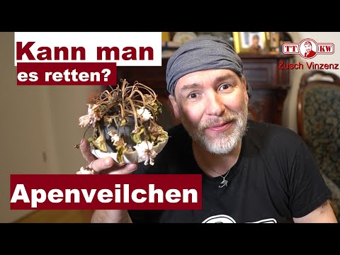 Video: Zimmerveilchenblüte: Foto, häusliche Pflege