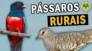 PASSARINHANDO em ÁREAS RURAIS | Conheça o UIRAPURU-LARANJA, ARIRAMBA, ANHUMA, SURUCUÁ e outras AVES screenshot 4