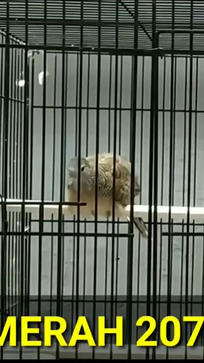 piyik 2bulan suara besar...