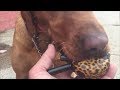 Biggest mistake dog training with E collar, Sit session with Peter Caine Biggest mistake dog training with E collar, Sit session with Peter Caine