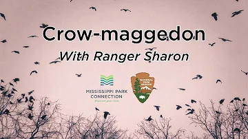 Crow-maggedon With Ranger Sharon