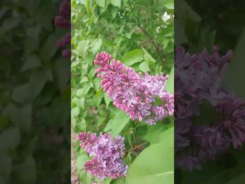 فيروز طيري يا طيارة