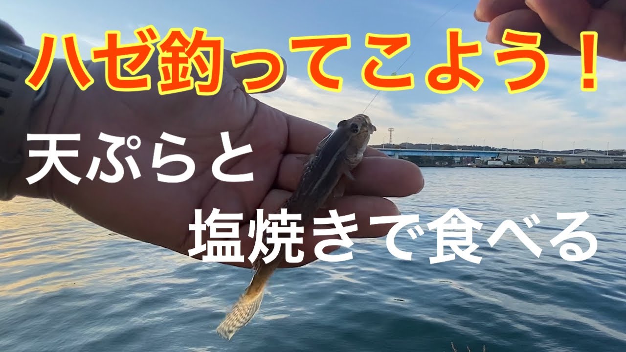 ハゼ釣り 今日の酒のつまみを釣りに行く Youtube