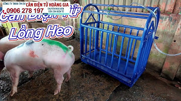 Trải nghiệm cân heo thực tế 100kg+ | Lồng heo điện tử