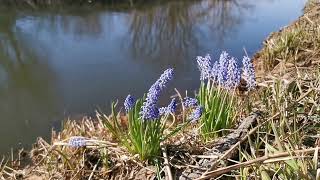 Wiosenne kwiaty nad brzegiem małej rzeki. Szum wody, śpiew ptaków. Dźwięki na lepszy humor i nastrój