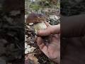 God BOLETUS #boletus #funghi #porcini #seta #cogumelo #mushroom #ciuperci #pilze