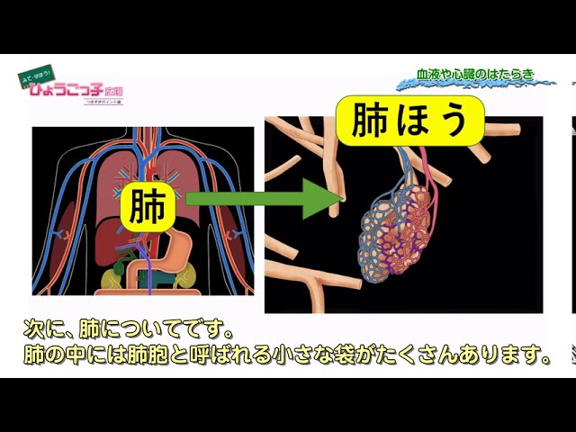 ひょうごっ子広場 つまずきポイント編 小学6年生 理科 血液や心ぞうのはたらき Youtube ひょうごっ子広場 つまずきポイント編 小学6年生 理科 血液や心ぞうのはたらき Youtube