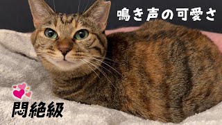 おしゃべりな甘えん坊猫の可愛さにメロメロになっちゃいます　791話