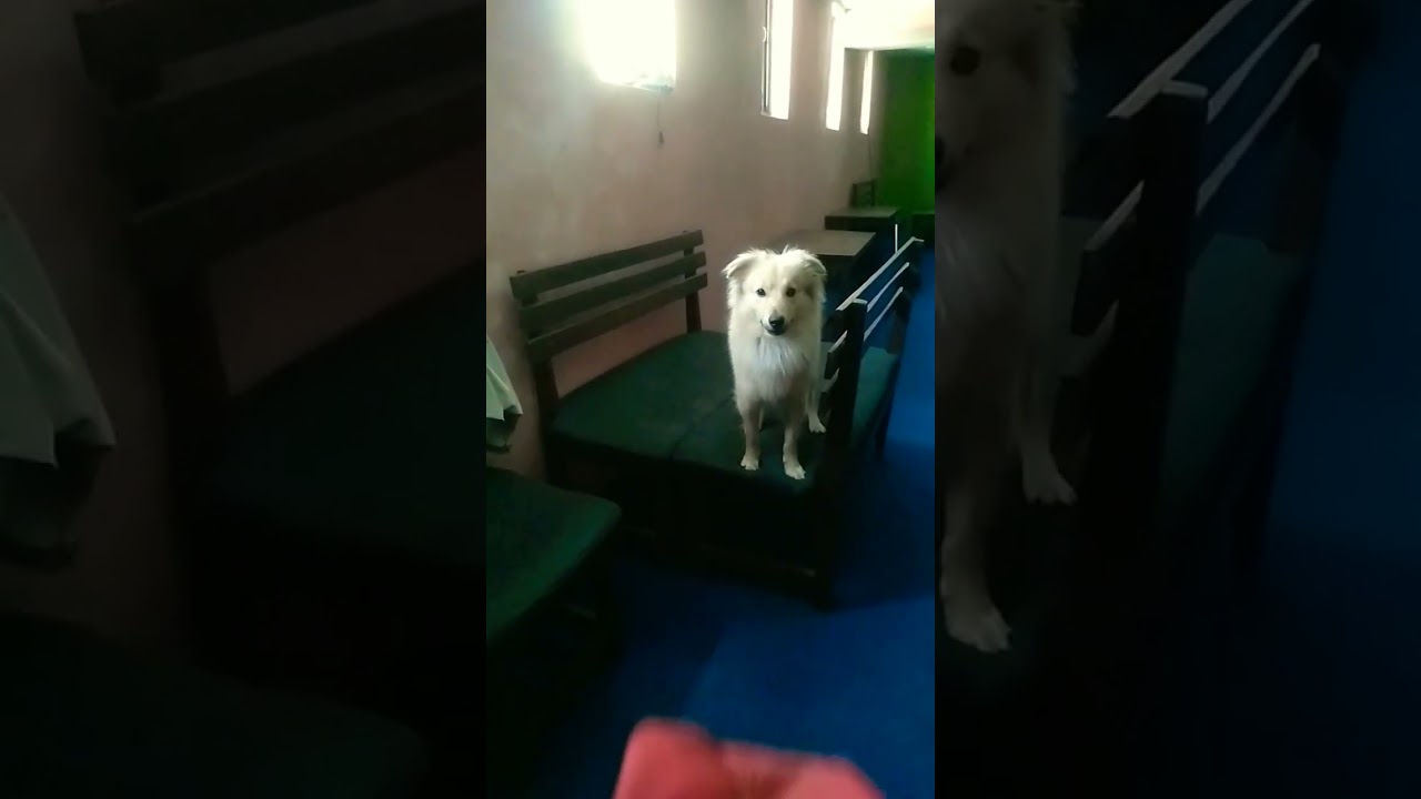 Jâck jumped 🐶❤️