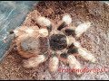 Отбор кокона у паука птицееда Nhandu coloratovillosus