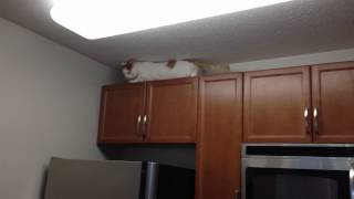 Cat and microwave. Кот и микроволновка Cat and microwave. Кот и микроволновка