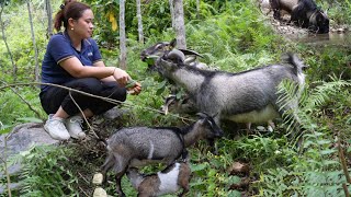 Harvest Jungle Vegetable Go To Market Sell - Raise Goat - Make A Bath For Pigs | Lý thị Ca