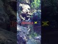 Bush vibes Jamaica
