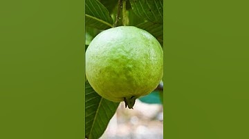 beautiful guava tree #guava #nature #ai #aivideo #nature #viral #shorts