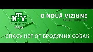 NTV Moldova | СПАСУ НЕТ ОТ БРОДЯЧИХ СОБАК | BĂLȚI