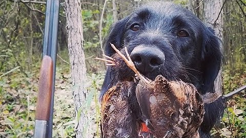 Force fetch drills: Part 2 positive reinforcement