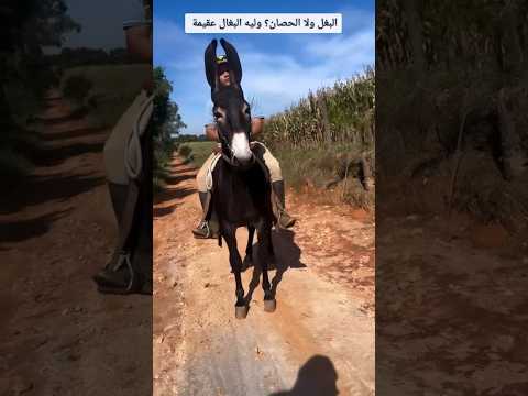 البغل ولا الحصان وليه البغال عقيمة ٦٠شو مع الدكتور حاتم ستين
