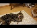 カワイイ マタタビで完全に酔っ払う猫が面白い すず コテツ カワイイ マタタビで完全に酔っ払う猫が面白い すず コテツ