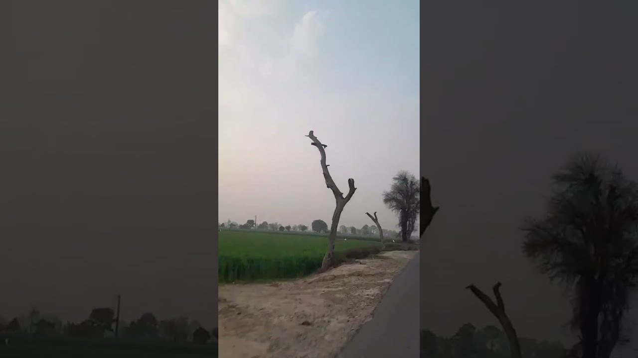 Humaira queen is live