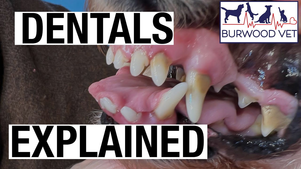 Explaining dog dental surgery at Burwood Vet YouTube