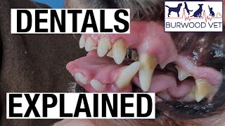 Explaining Dog Dental Surgery At Burwood Vet
