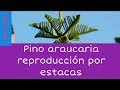 Reproducción y cuidados del pino araucaria por estacas