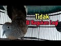 Suara Perkutut ini bagus buat pancingan dan pikat