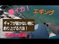 【エギング】春イカサイズ！ギャフが届かない時は、こうやって釣り上げます！！長崎市黒崎