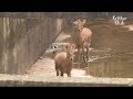 Water Deer Need Help Escaping A Waterway | Animal in Crisis EP16