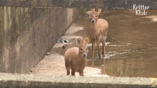 Водяной олень нуждается в помощи Спасаясь от водного пути | Животное в кризис EP16