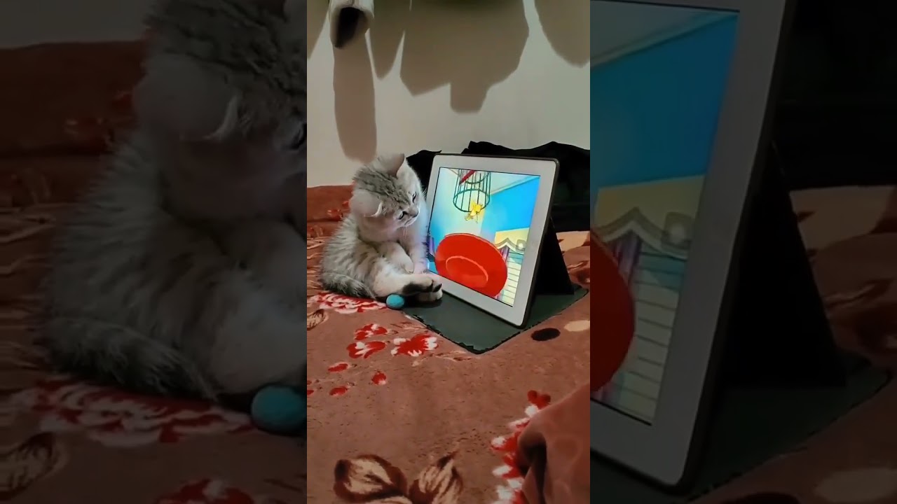 Pisica se uita la desene animate Tom si Jerrypisica la laptop Cum se relaxeaza o pisica motan pui