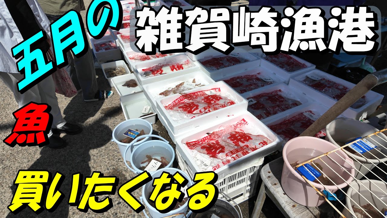 【雑賀崎漁港】５月の平日 魚を買い過ぎてしまいました。