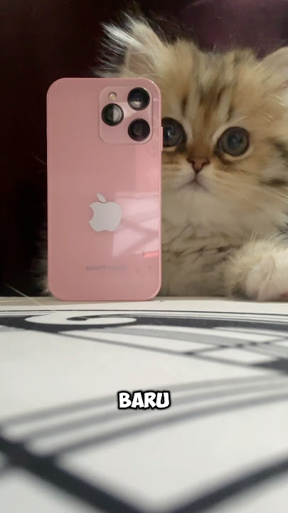 Minivlog buy cat iphone. #cat #cute