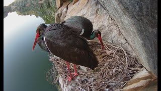 Cigüeña Negra en Tajo Internacional