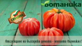 Всичко, което трябва да знаете за българските сортове домати