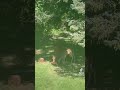 Mama Deer and her kids again.                      #restull #deer #naturelovers #wildlife #fawn
