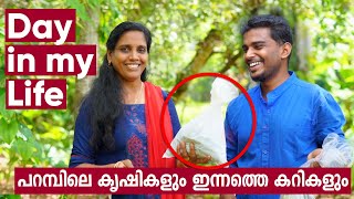 പറമ്പിലെ കൃഷികളും ഇന്നത്തെ കറികളും | A day in My Life