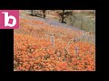 A Poppy Field - United States: 1940s