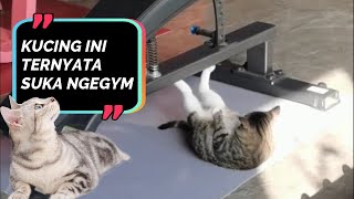 Kucing Juga Suka Olahraga Lho - Video Kucing Lucu