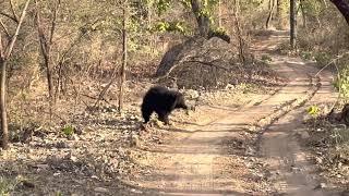 Ranthambore National Park Sloth bear vs Tiger face off.
