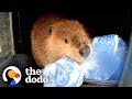 Baby beaver wont let go of his blankie  the dodo saving the wild