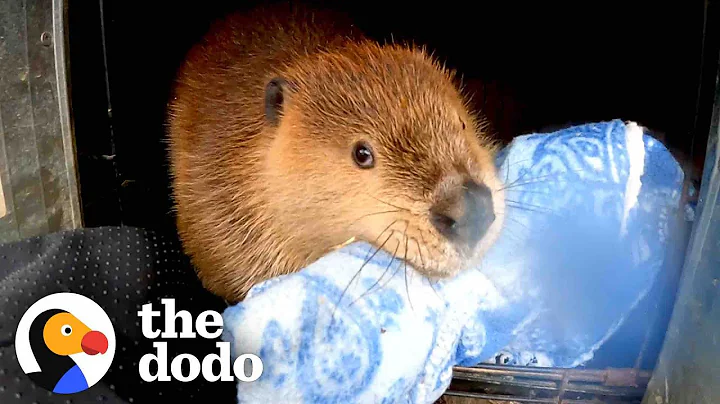Baby Beaver Won't Let Go Of His Blankie | The Dodo...