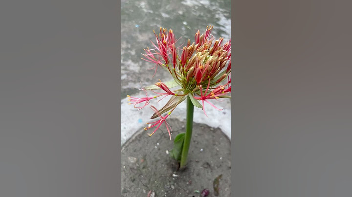May Flowers || Beautiful May Flowers #flowers #beautiful