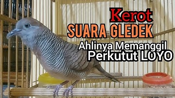 Perkutut lokal gacor KEROT suara Besar GLEDEK ahlinya untuk pancingan perkutut LOYO jadi BUNYI