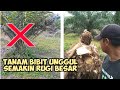 Tanam bibit unggul semakin rugi  begini alasanya vlog om tambah