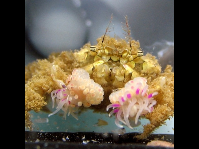 Pom Pom Crabs Prune Their Living Decorations Like Bonsai Trees New Scientist Pom Pom Crabs Prune Their Living Decorations Like Bonsai Trees New Scientist