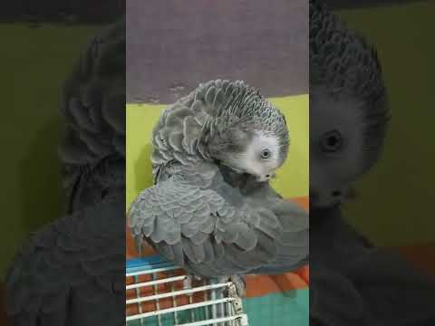 African Grey parrot – Love bird – Pet love – Beauty full parrot – Home pet